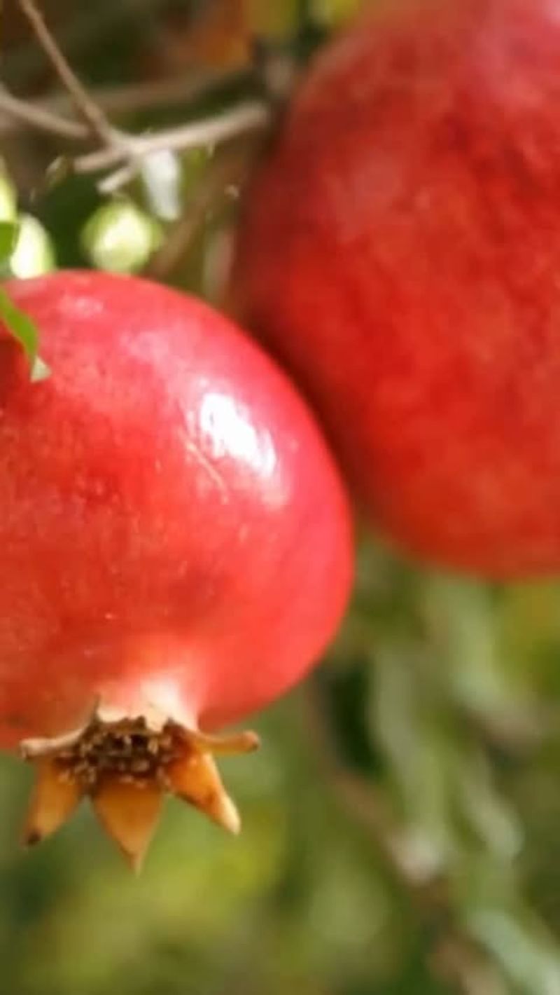 Pomegranate