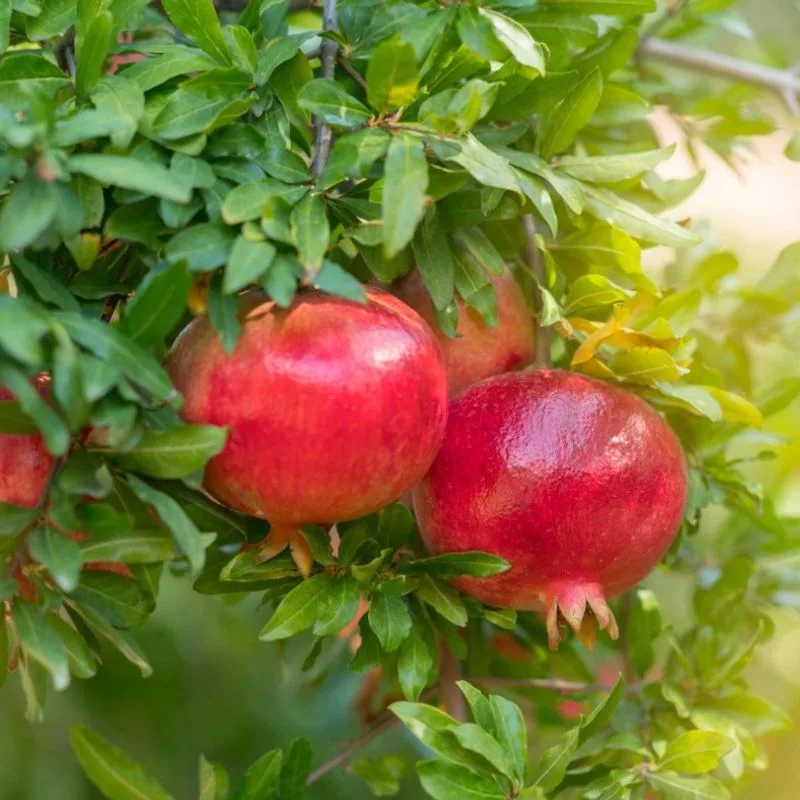Pomegranates