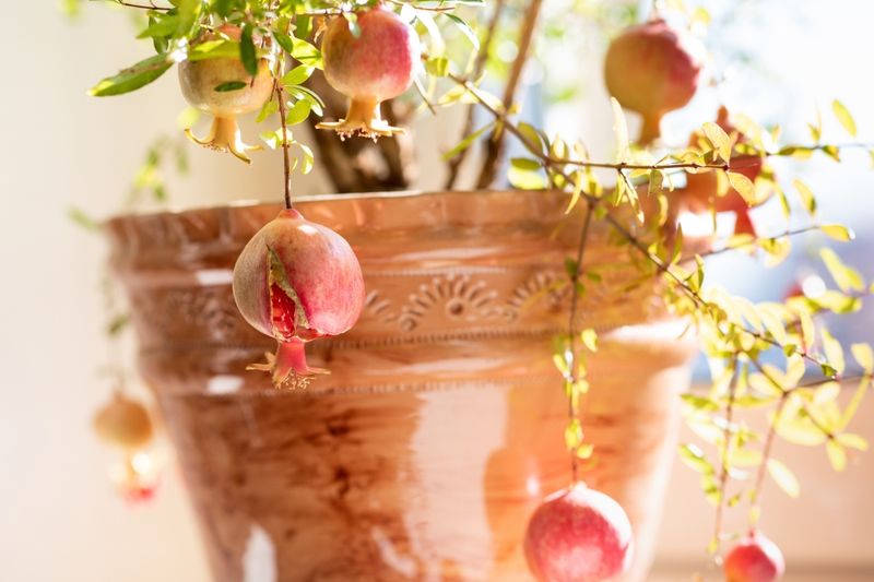 Pomegranates