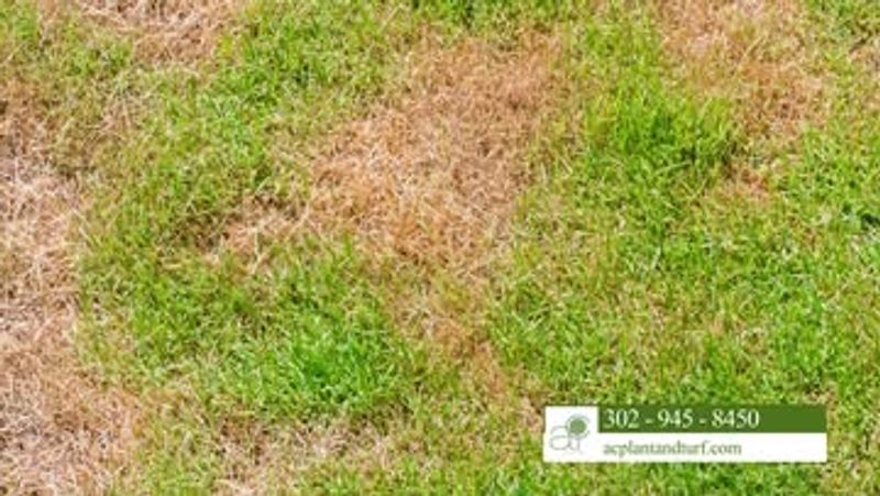 Drought Stress and Brown Patches