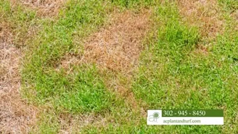 Drought Stress and Brown Patches