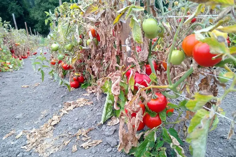 Poor Soil Quality