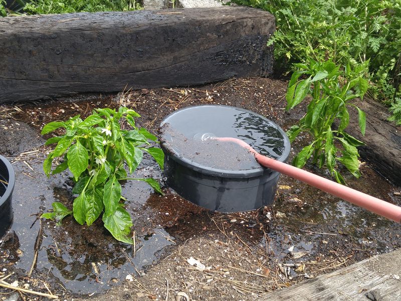 Poor Watering Practices