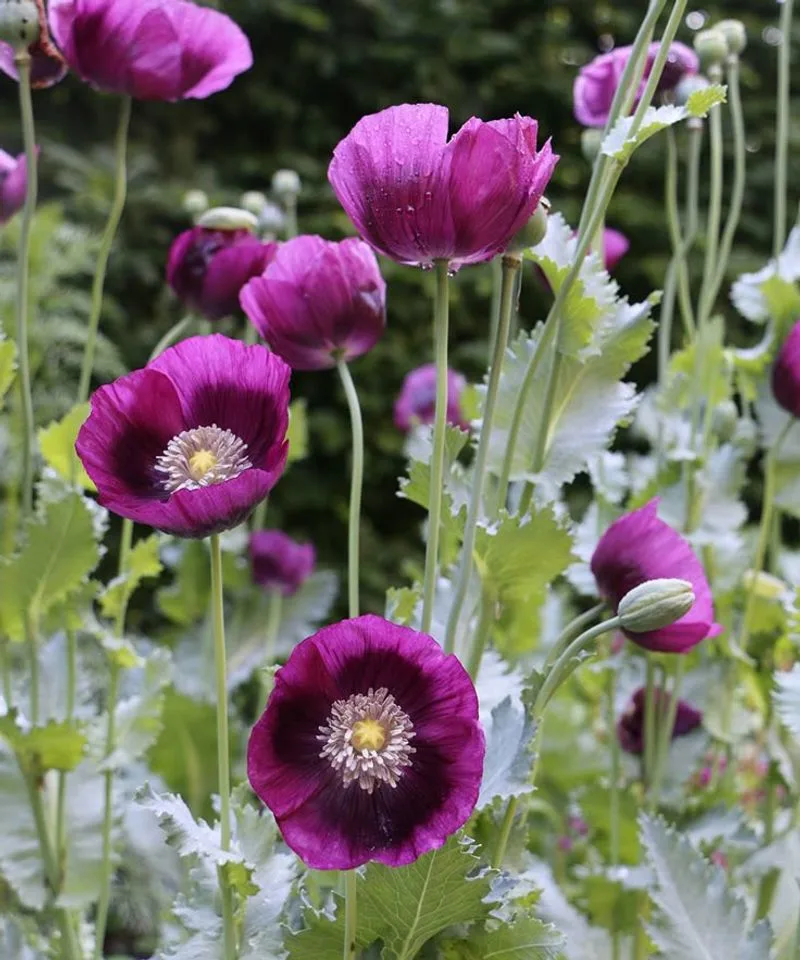 Poppies