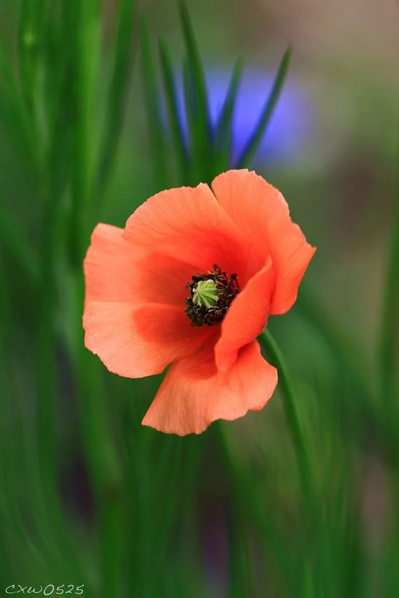 Poppy