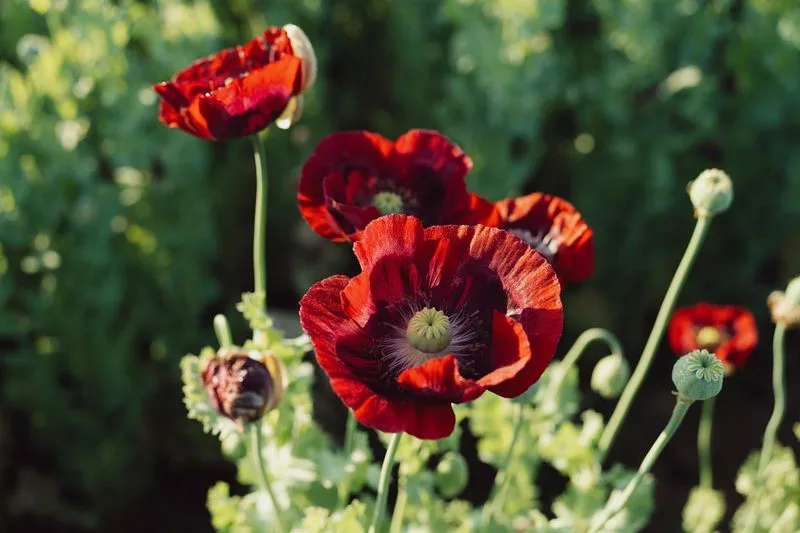 Poppy