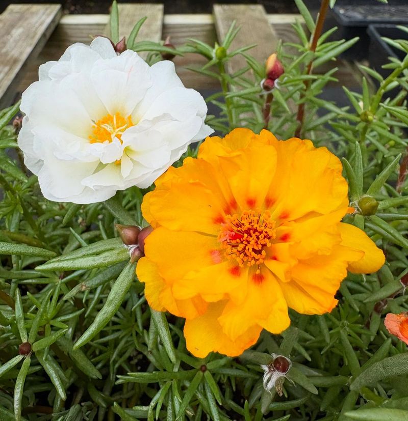 Portulaca