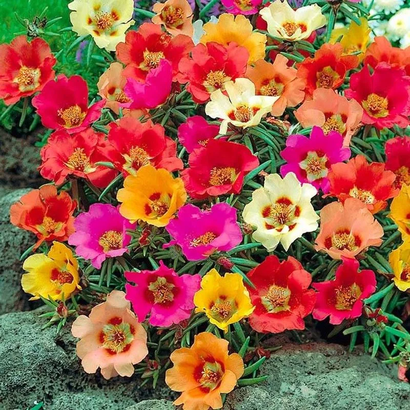 Portulaca