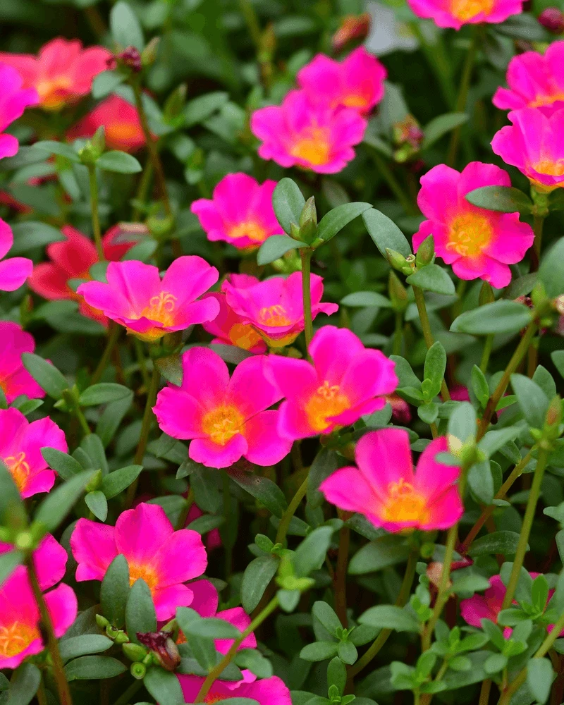 Portulaca