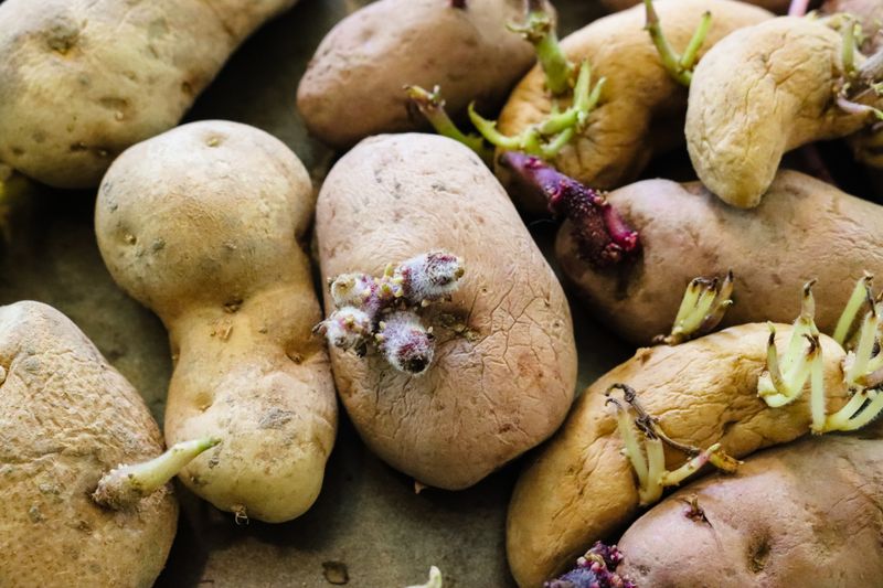 Potato