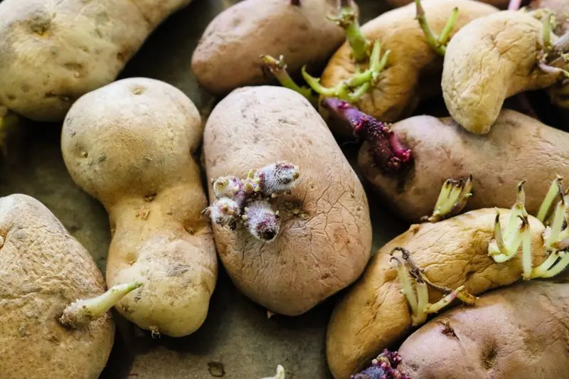 Potato