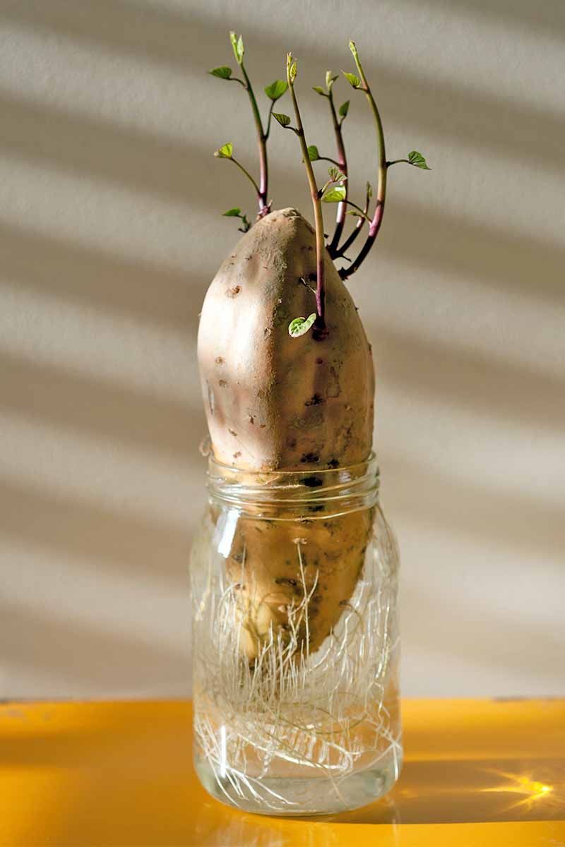 Potato Water for Plant Growth