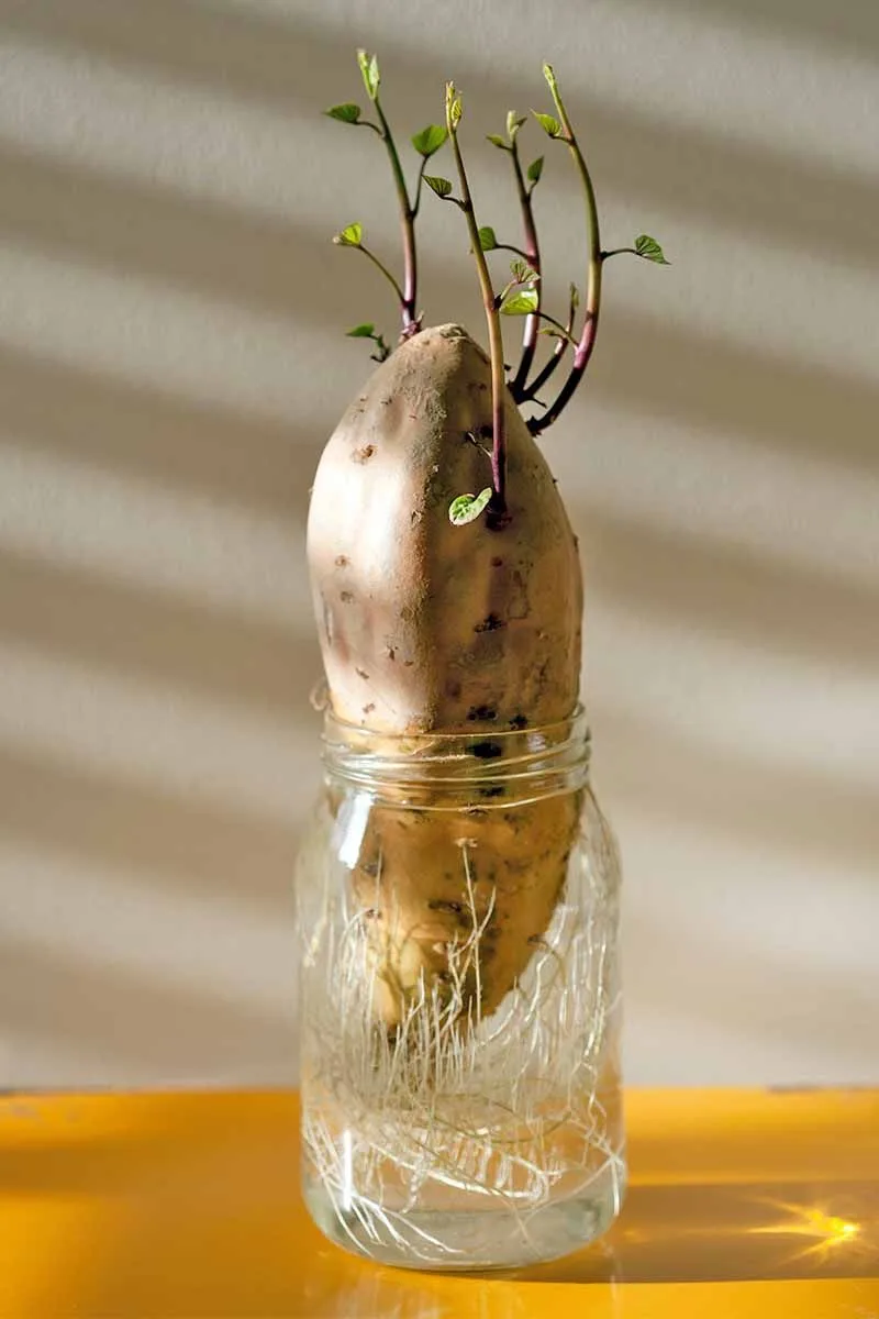 Potato Water for Plant Growth