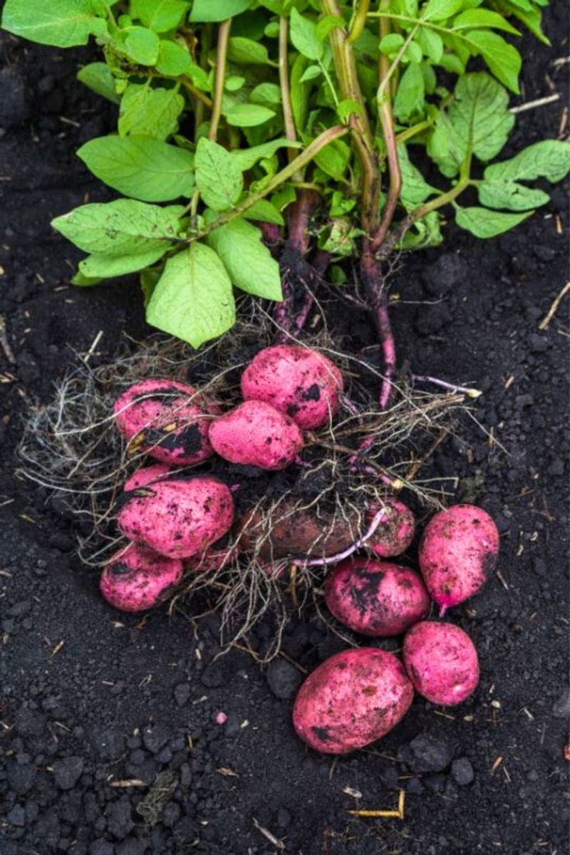 Potatoes