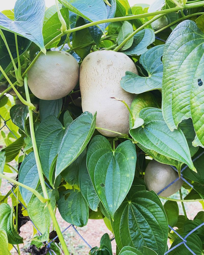 Potatoes