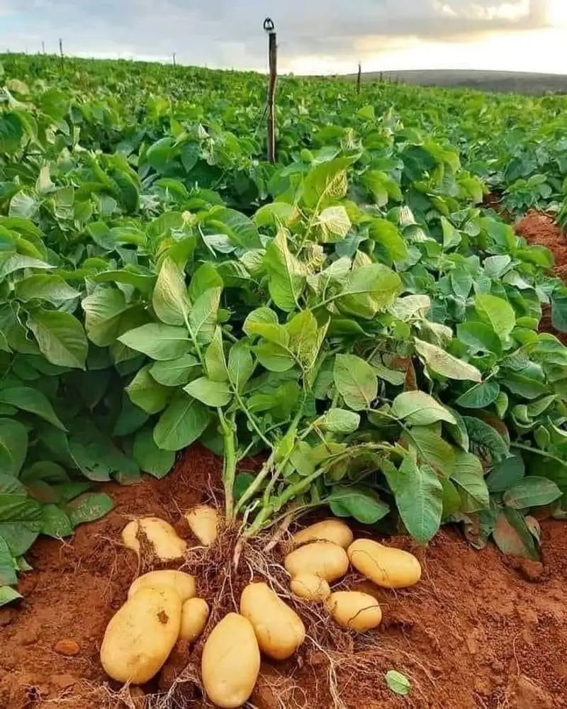 Potatoes