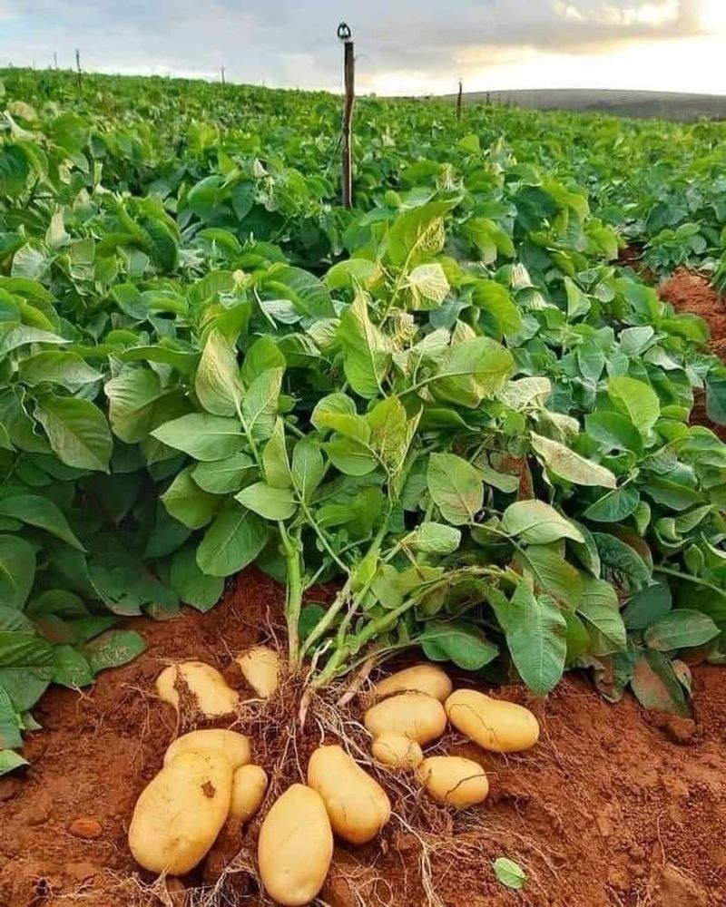 Potatoes