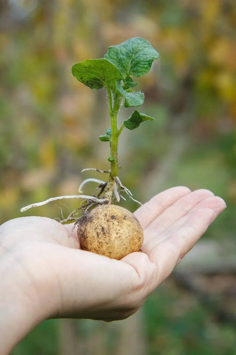 Potatoes