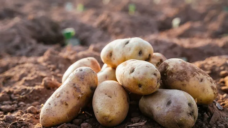 Potatoes