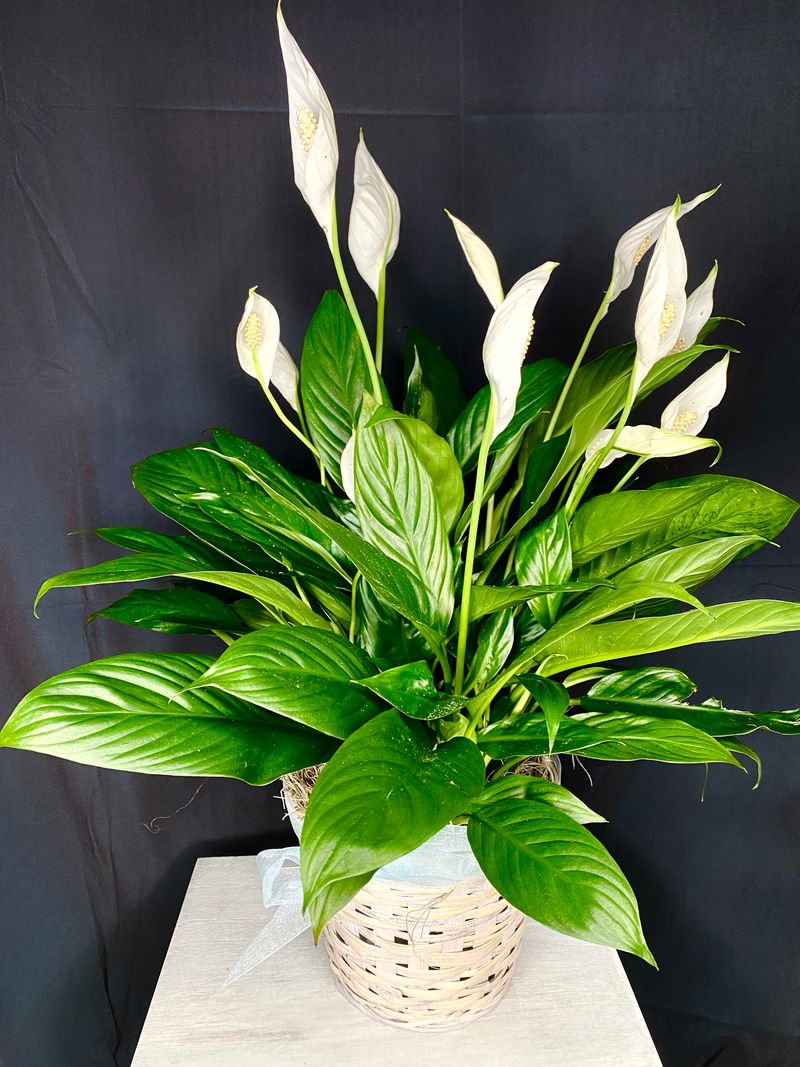 Peace Lily