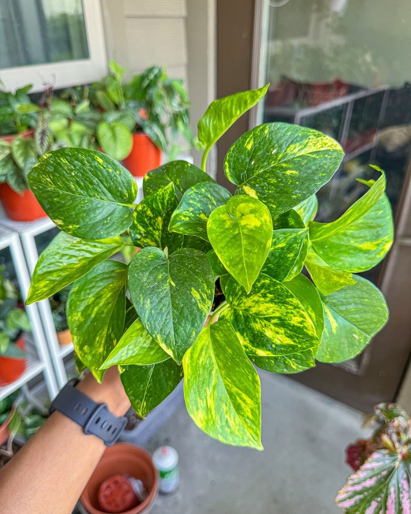 Pothos