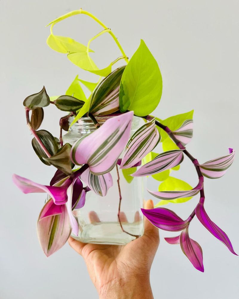 Pothos
