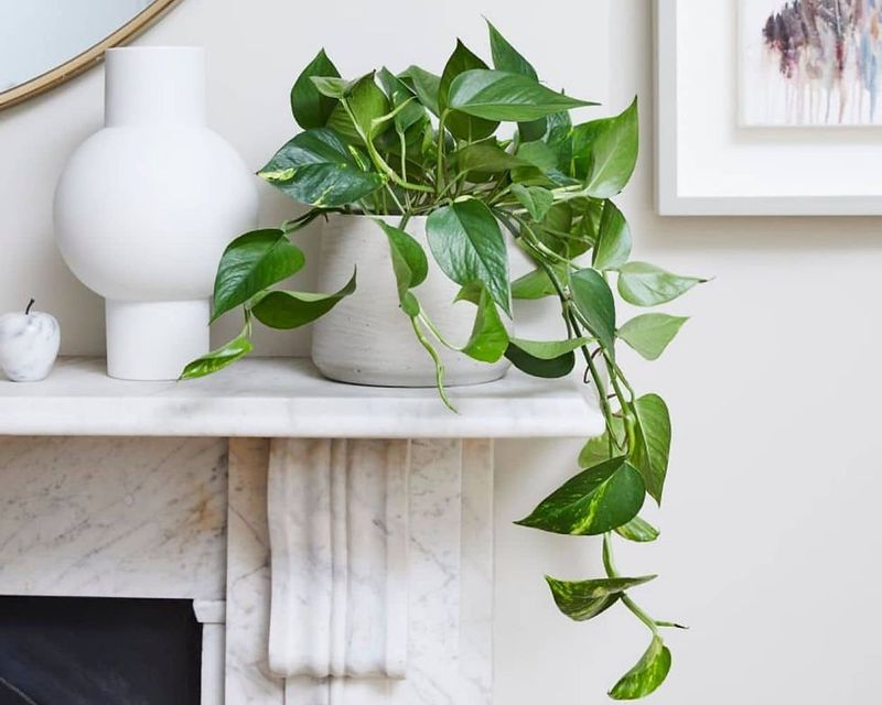 Pothos