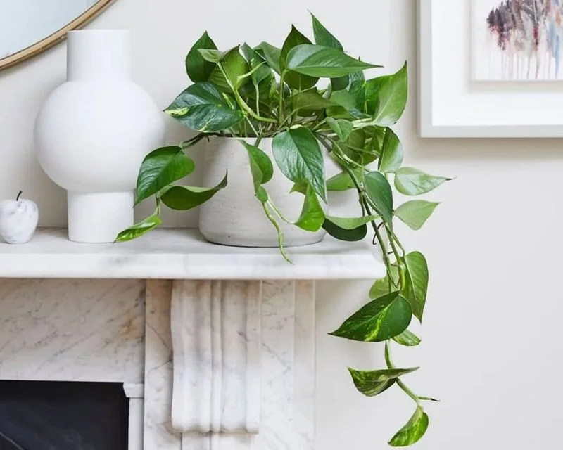 Pothos