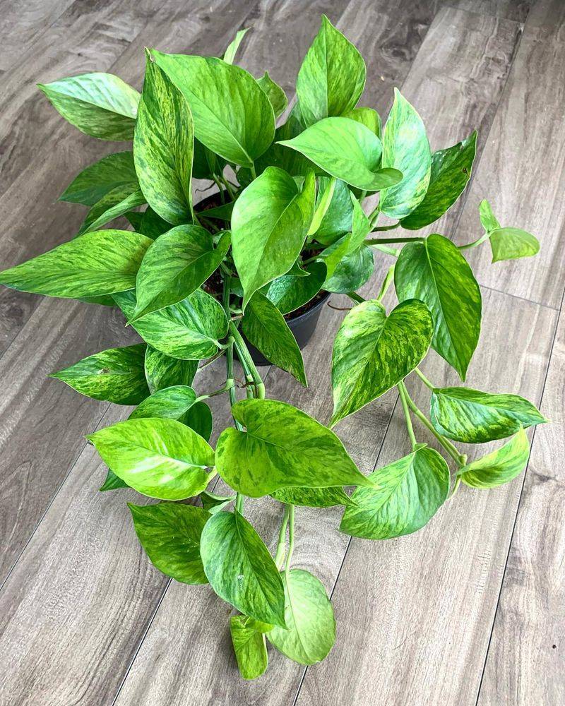 Pothos
