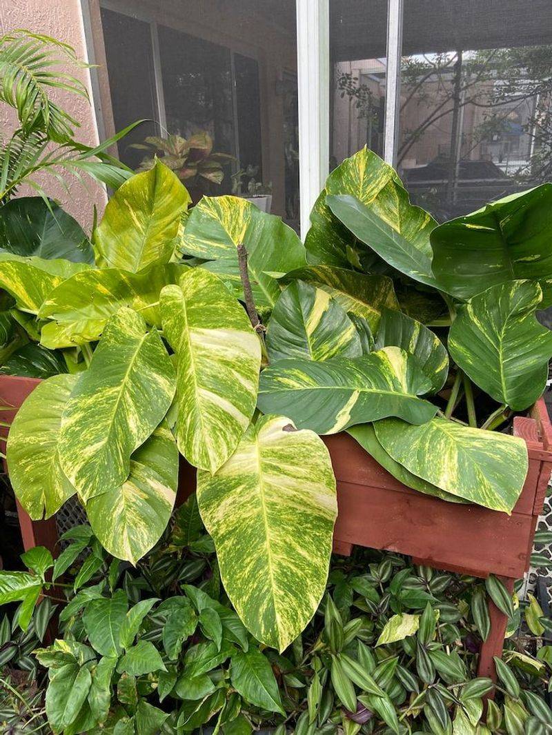 Pothos