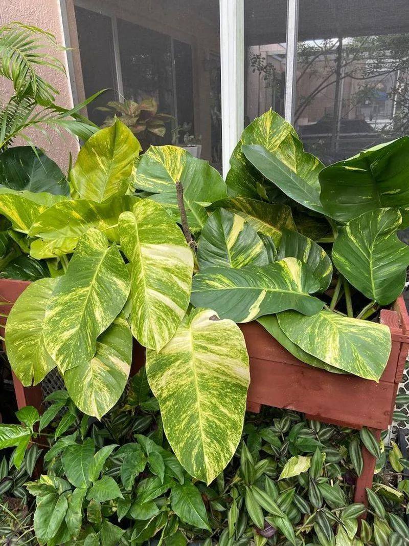 Pothos
