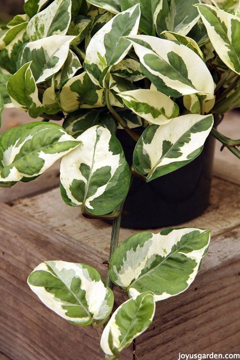 Pothos