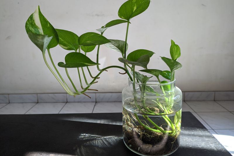 Pothos