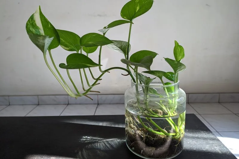 Pothos