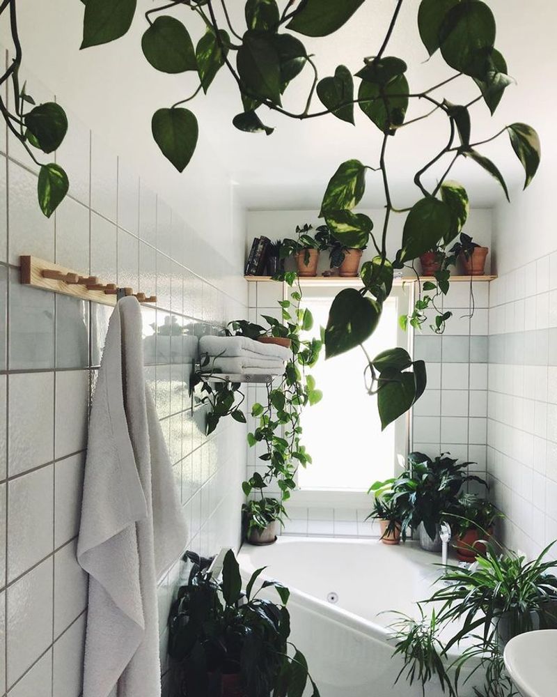 Pothos
