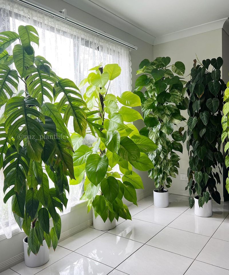Pothos (Epipremnum aureum)