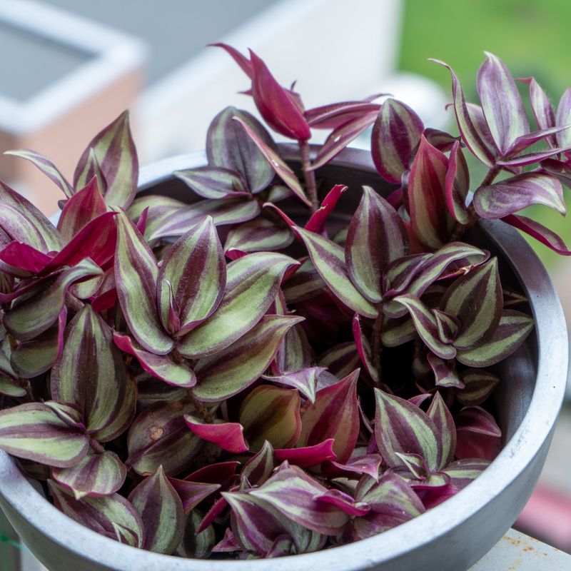 Tradescantia (Wandering Dude)