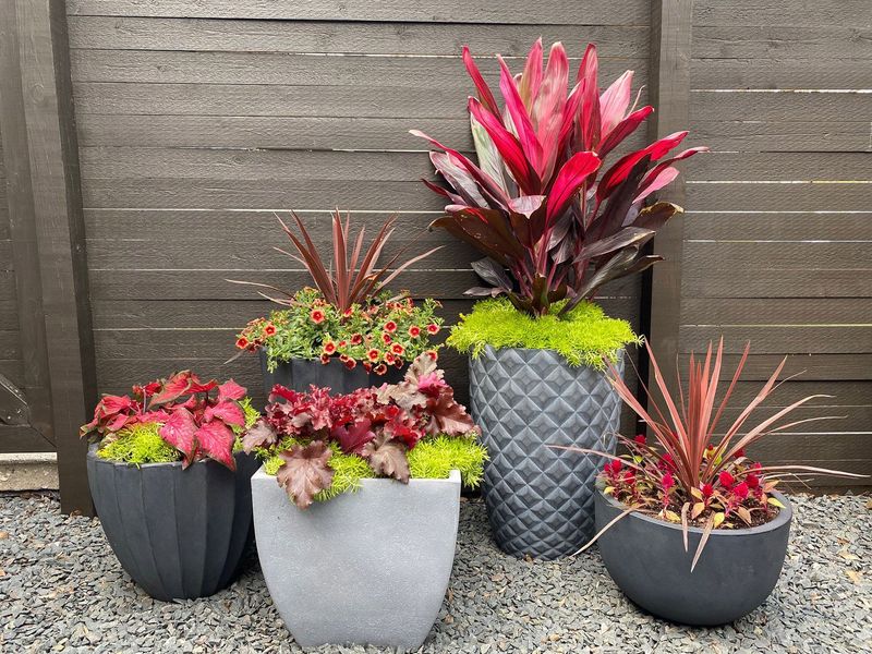 Potted Plants