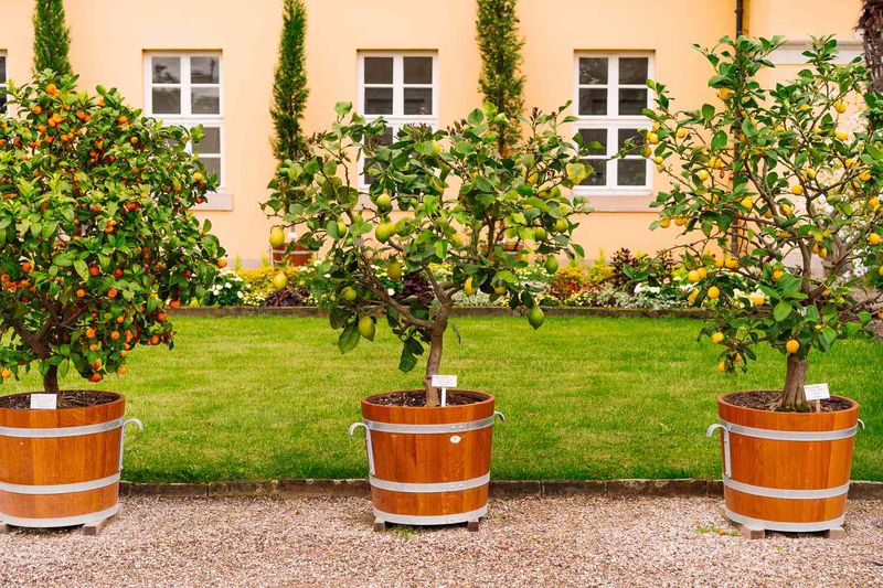 Potted Trees