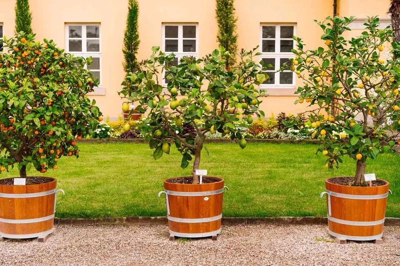 Potted Trees