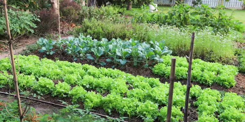 Practicing Crop Rotation