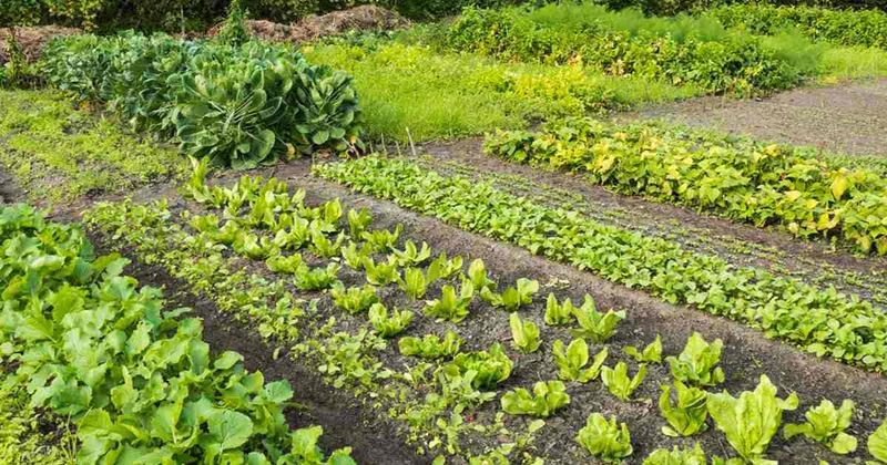 Practicing Crop Rotation