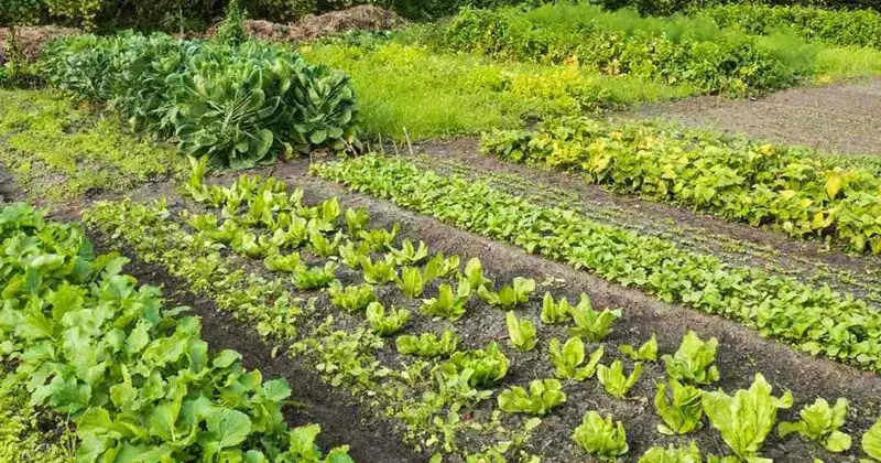 Practicing Crop Rotation