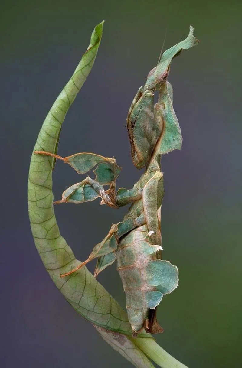 Praying Mantis