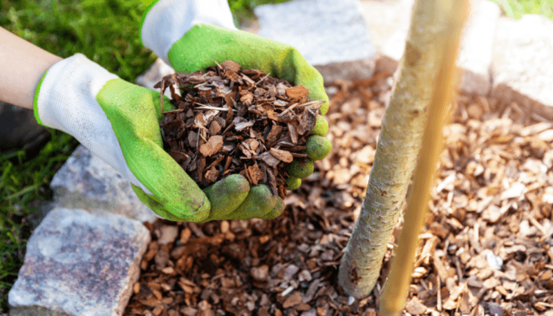 Presence of Non-organic Mulch