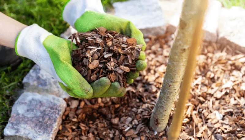 Presence of Non-organic Mulch
