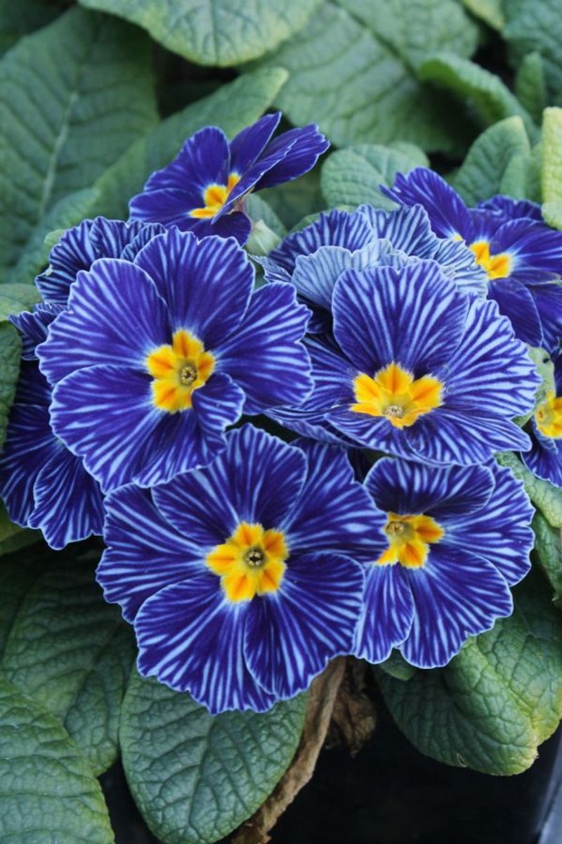 Primrose