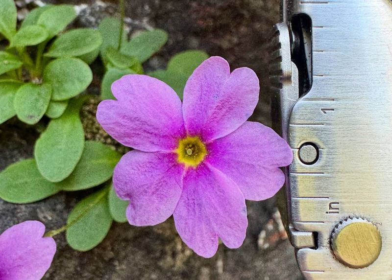 Primrose