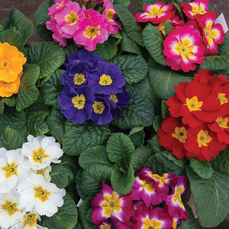 Primroses