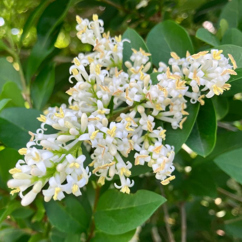 Privet